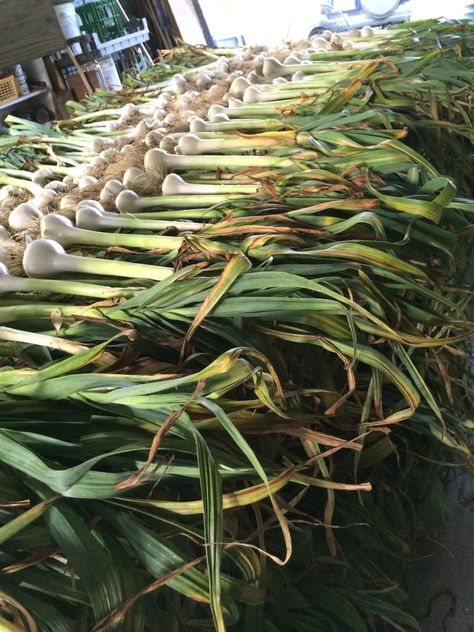 Garlic Harvest, Elephant Garlic Growing, Indoor Fruit Plants, Elephant Eats Plants, Garlic Farming For Profit, Society Garlic Plant, Garlic Garden, Summer Harvest, Farm Lifestyle