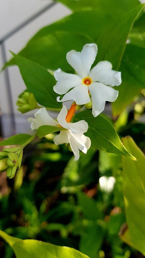 Jasminum Sambac, Drop Cake, Pretty Flowers Pictures, Animal Activities For Kids, Myanmar Dress, Beautiful Love Quotes, Animal Activities, Flower Plant, Flower Pictures