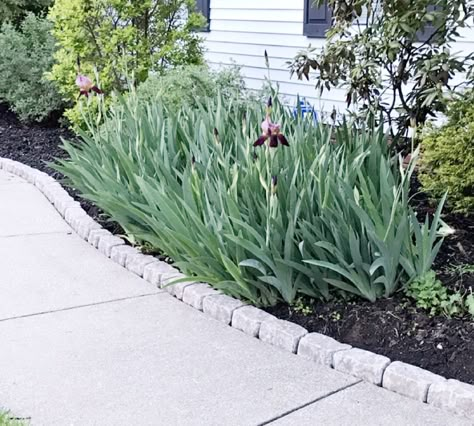 Sidewalk border pavers, edgers.. Flower Bed By Sidewalk, Sidewalk Garden Edging, Landscape Edging Next To Sidewalk, Flower Bed Edging Along Sidewalk, Flower Beds Next To Sidewalk, Landscape Edging Along Sidewalk, Edging Around Sidewalk, Flower Bed Next To Sidewalk, Landscaping Boarder Designs