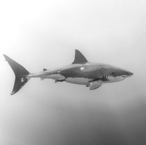 The great white shark! This female great white (carcharodon carcharias) had what appeared to abrasion aslong her right side leaving a large white patch below her dorsal fin, and a couple smaller ones above her right pelvic fin. Great White Shark From Above, Great White Shark Tattoo, Hai Tattoo, Aquarium Photos, Save The Sharks, Shark Photos, Marine Wildlife, Shark Pictures, Shark Bait