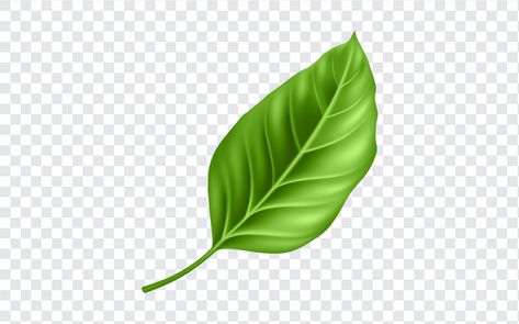 Leaf Clipart PNG Leaf Clip Art, Leaf Png, Leaf Vector, Leaves Png, Leaf Clipart, Leaf Images, Leaves Vector, Png Text, Image Comics