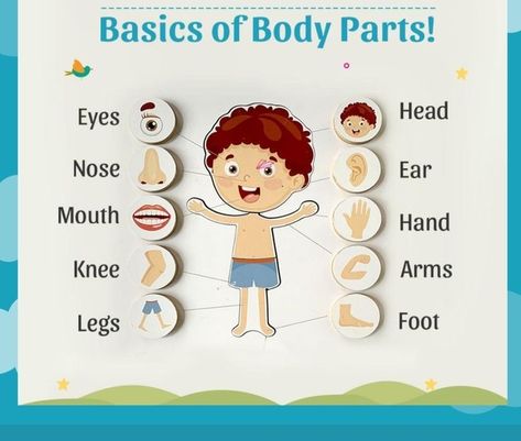 Parts Of Body Name, Body Parts Theme, Teacch Activities, Body Parts For Kids, Kids Classroom Decor, Body Name, Parts Of Body, Body Parts Preschool, Baby Birthday Photoshoot