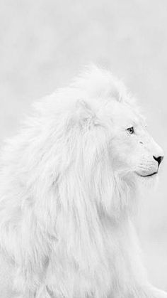 Lion Eyes, Albino Animals, White Lion, Cheetahs, Black Wolf, 판타지 아트, Exotic Pets, Beautiful Cats, 귀여운 동물