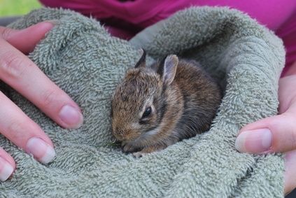 How to Nurse or Care for a Wild Baby Rabbit --- My little sis found two this afternoon! They're so stinking cute!!! @Grace Hall Wild Baby Rabbits, Duckling Care, Wild Bunny, Bunny Care, Wild Rabbit, Baby Rabbit, Wild Baby, Rabbit Care, Rabbit Baby