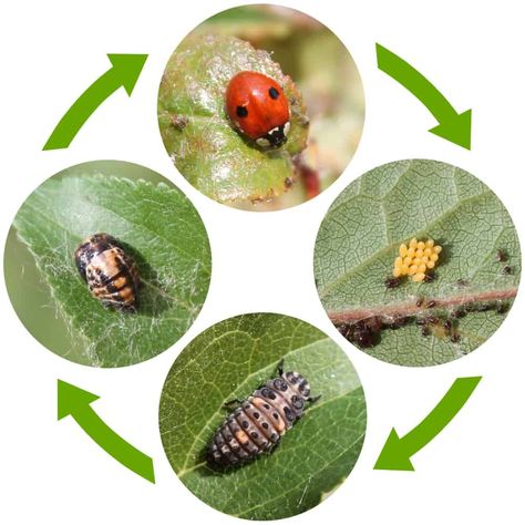 Ladybug Larvae, Ladybird Insect, Ladybug Life Cycle, Leafhopper, Scale Insects, Lady Beetle, The Ladybug, Leafy Plants, White Flies