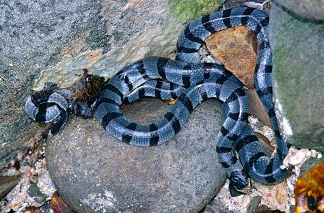 Sea Snakes, Sea Krait, Striped Snake, Inland Taipan, Green Anaconda, Milk Snake, Educational Tips, Hognose Snake, Sea Snake