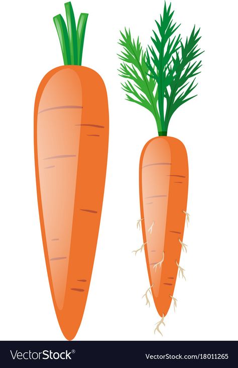 Carrots with leaves and roots Royalty Free Vector Image Carrot Cartoon, Roots Illustration, Happy Fruit, Vegetable Cartoon, Toddler Class, Rabbit Drawing, English Paper Piecing Quilts, Outside Decorations, Cute Fantasy Creatures