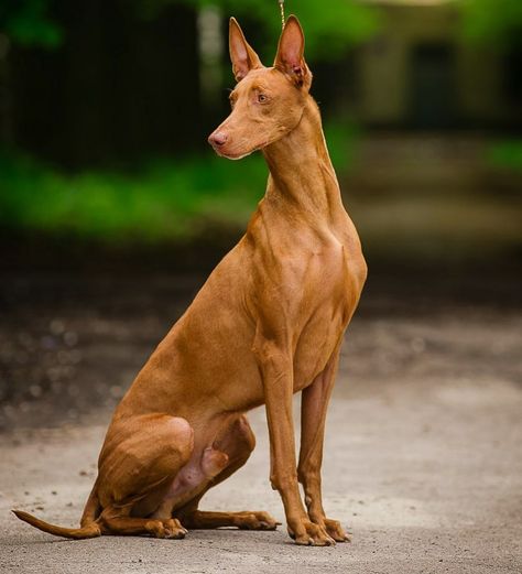 Caletto Falkenhoff Radeberger  6 years Breed ➡️ PHARAOH HOUND From @pharaoh_hound_ukr Sweden/Ukraine . Dog Reference Photo, Pharaoh Dog, Egyptian Dog, Dog Posing, Dog Reference, Elegant Dog, Ibizan Hound, Pharaoh Hound, Dog Anatomy