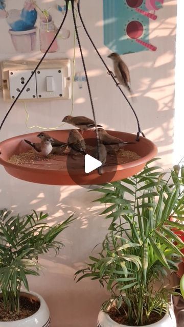 Sparrow House, House Balcony, 50k Views, Sparrows, Bird Decor, Bird Houses, House Decor, Bird House, Balcony