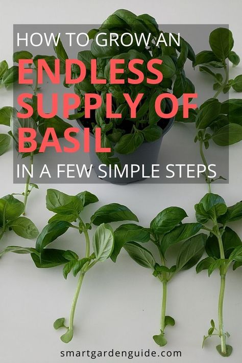 Propagate Basil From Cuttings, How To Grow Basil In Water, Growing Basil In Water, Basil Care Indoors, How To Propagate Basil, Grow Basil In Water, Regrow Basil, Basil Propagation, Herb Propagation