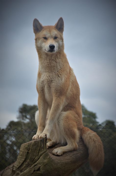 Animals From Australia, Australian Wildlife Photography, Dingo Tattoo, Wolf Drawing Ideas, Australian Dingo, Australian Mammals, Dingo Dog, Animals Australia, Wolf Drawings