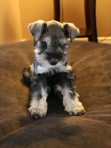 Chumpie the Miniature Schnauzer ~ DogPerDay ~ Cute puppy pictures, dog photos, cute videos, holistic pet care Miniature Snauzer, Mini Schnauzer Puppies, Holistic Pet Care, Cute Videos, Schnauzer Puppies, Mini Schnauzers, Aesthetic Dog, Miniature Schnauzer Puppies, Miniature Schnauzers