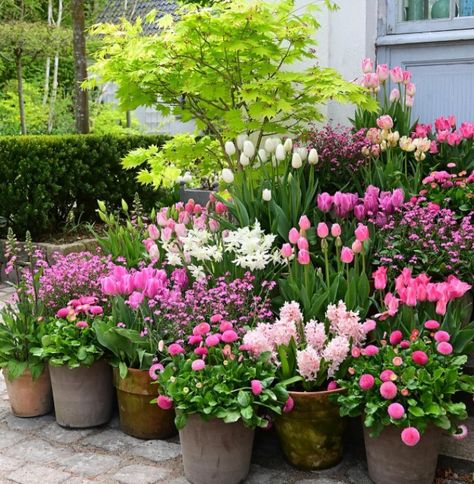 pink tulips Palet Garden, Purple Flowers Garden, Front Yard Plants, Flower Bed Designs, Garden Flower Beds, Tulips Garden, Garden Decor Ideas, Acer Palmatum, Flowers Ideas