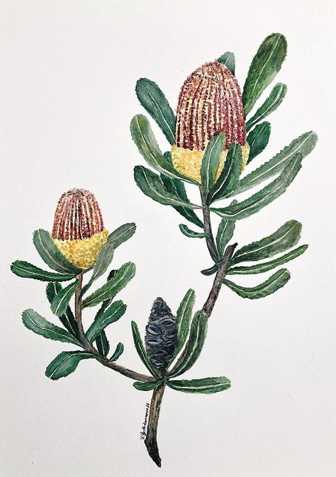 Dwarf Firewood Banksia by Vanessa Bartholomaeus Banksia Painting, Botanical Silhouette, Watercolour Nature, Australian Flora, Painting Inspo, March 2024, Buy Art Online, Kids Diy, Magpie