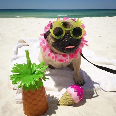 Graeme Hall, the star of the television show Dogs Behaving Badly, suggests that dogs need vacations just as much as humans. Preppy Animals, Dogs At The Beach, Cute Pug Pictures, Dog Photo Ideas, Dog Photo Shoot, Beach Dogs, Dog Friendly Vacation, Black Pug Puppies, Preppy Dog