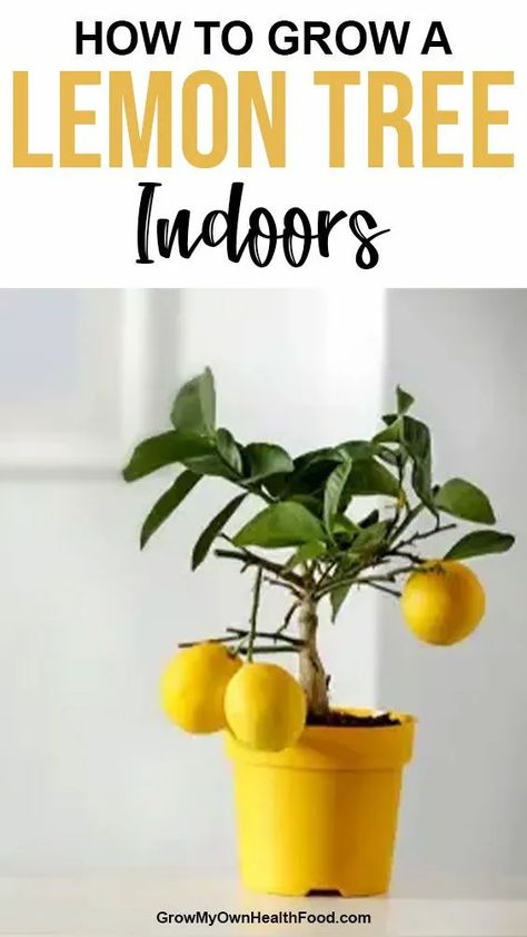 Lemon Tree Indoors, Growing A Lemon Tree, Mini Lemon Tree, Indoor Lemon Tree, Lemon Tree From Seed, Growing Lemon Trees, Huge Backyard, How To Grow Lemon, Growing Fruit Trees