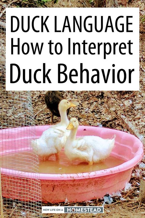 Duck Care For Beginners, Duck Coop Ideas, Raising Ducklings, Duck Tips, Duck Waterer, Duck Feeder, Pekin Ducks, Duck House Plans, Duck Care