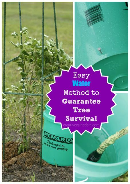 How to Water a Tree for Guaranteed Survival - Creative Cain Cabin Watering Trees, Apple Orchards, Lilac Bushes, Survival Gardening, Creative Gardening, Diy Garden Projects, Garden Trees, Trees And Shrubs, Clipboard