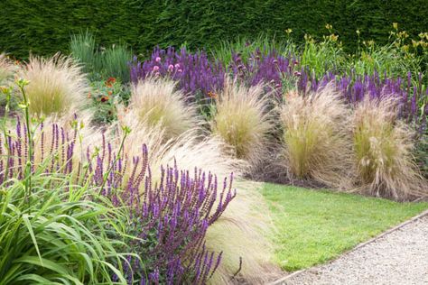 Garden Ideas, Border ideas, Perennial Planting, Perennial combination, Summer border, Fall Border, Grass Border, Salvia Nemorosa, Stipa, Stipa Tenuissima, salvia Mainacht, Salvie Caradonna, Salvia Amethyst Karl Foster Grass Landscaping, Salvia Amethyst, Salvia Mainacht, Caradonna Salvia, Salvia Caradonna, Ornamental Grass Landscape, Pennisetum Alopecuroides, Summer Border, Grass Border