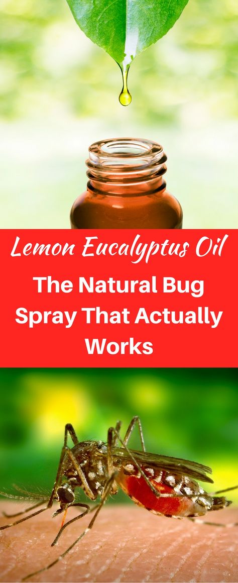 Lemon Eucalyptus Bug Spray, Lemon Eucalyptus Oil Uses, Natural Bug Spray Recipe, Mosquito Repellent Essential Oils, Essential Oil Bug Spray, Mosquito Repellent Homemade, Diy Mosquito Repellent, Natural Mosquito Repellent, Diy Bug Spray