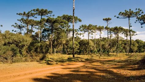 South America - Tropical deciduous forests | Britannica Tropical Deciduous Forest, Ark Ideas, Dry Forest, Deciduous Forest, Ap Drawing, White Forest, Temperate Rainforest, Alpine Meadow, Beautiful Sea Creatures