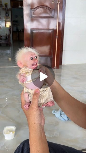 Baby Monkey on Instagram: "Baby Monkey talking so sweetly. . . . . #love #instagood #photooftheday #fashion #beautiful #happy #tbt #like4like #followme #picoftheday #follow #me #selfie #summer #art #instadaily #friends #repost #cutebaby #cutemonkey #babymonkey #monkeys #monkey #animalworld2855 #animal #funnyvideos" Silly Monkey Pictures, Baby Monkeys Cutest, Baby Monkey For Sale, Baby Monkey Videos, Monkey Selfie, Winged Monkeys, Monkey Video, Monkeys For Sale, Cute Monkey Pictures