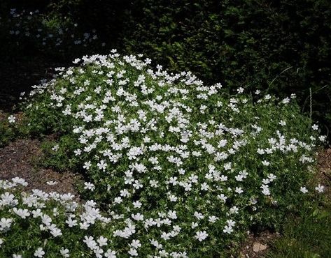 White Ground Cover Perennials, Chamomile Ground Cover, Low Perennial Flowers, White Flower Ground Cover, White Ground Cover, Flowering Ground Cover Perennials, Ground Cover Plants For Sun, Periwinkle Ground Cover, Full Sun Ground Cover