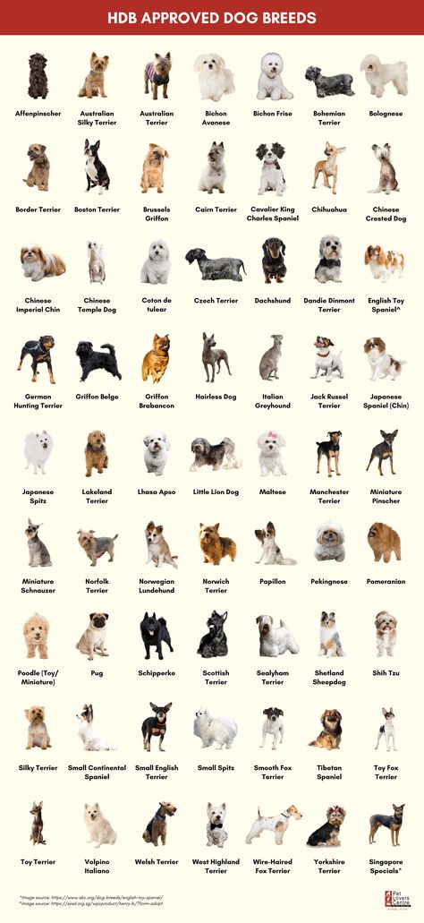 Target Dog Breed, Different Puppy Breeds, Dogs Breeds Names, Cute Breeds Of Dogs, Best Dog Breeds For Families, Small Dog Breeds Low Maintenance, No Shed Dog Breeds, Small Dogs Breed, Type Of Dogs