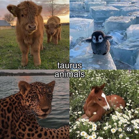 Taurus + Core + Aesthetic, Taurus Zodiac Quotes, Taurus Personality, Taurus Moon, Taurus Zodiac Facts, Taurus Quotes, Astrology Taurus, Zodiac Funny, Taurus Woman