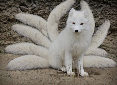 Fox Tail Aesthetic, Nine Tailed Fox Aesthetic, Nine Fox Tail, Jrwi Apotheosis, Fox Nine Tails, Nine Tailed Fox Art, Kitsune Aesthetic, Bae Outfits, 9 Tailed Fox