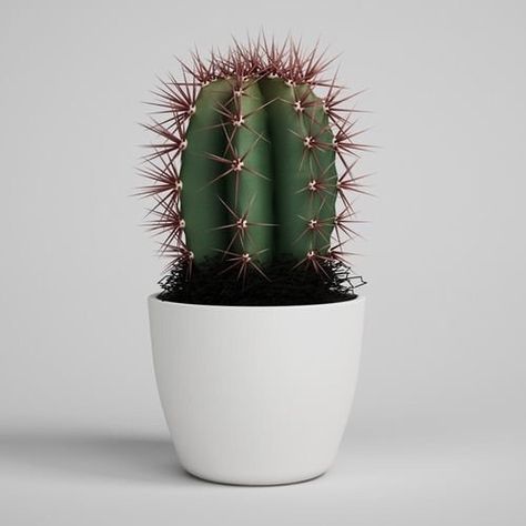 House Cactus, Cactus In A Pot, Types Of Cactus Plants, Cactus In Pot, How To Grow Cactus, Kaktus Dan Sukulen, Christmas Cactus Plant, Cactus House Plants, Plants In Pots