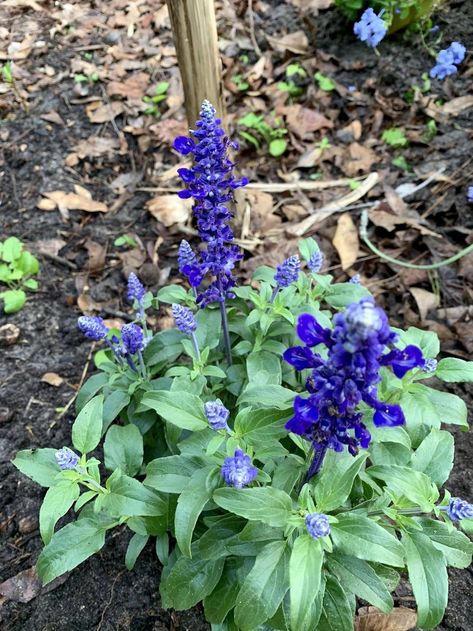 Mealycup Sage, Salvia Farinacea, Deadheading Flowers, Sage Uses, Plant Information, Deep Ocean, Fragrant Flowers, Drought Tolerant, One Image