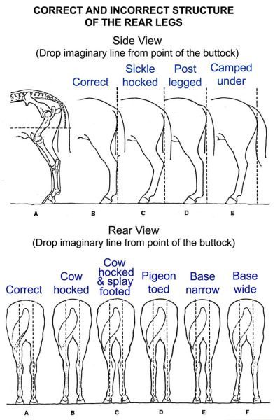 May 30, 2019 - The final part of my Conformation Blog is about the equine engine; the hindquarters. The shape of the quarters and the angle of the joints are good indicators of the horse`s potential for speed and… Horse Judging, Throughbred Horses, Equine Science, Equine Anatomy, Horse Lessons, Horse Information, Horse Knowledge, Horse Care Tips, Horse Facts