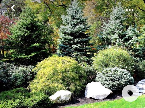 Large Yard Landscaping, Privacy Landscaping Backyard, Evergreen Landscape, Conifers Garden, Landscaping Around Trees, Backyard Trees, Evergreen Garden, Privacy Landscaping, Hillside Landscaping