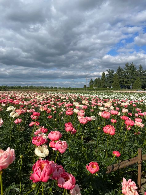 Peony Pink Aesthetic, Field Of Peonies, Carnation Flower Garden, Field Of Pink Flowers, Carnation Field, Peonies Field, Peony Flower Aesthetic, Aesthetic Flower Field, Peony Field