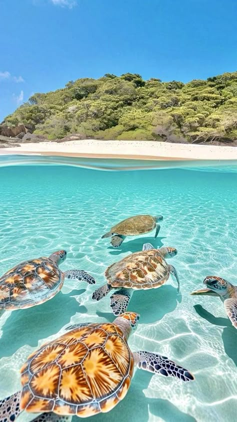 Sea Turtle Wallpaper, Turtle Pictures, Sea Turtle Pictures, Turtle Wallpaper, Cute Summer Wallpapers, Beautiful Ocean Pictures, Summer Wallpapers, Ocean Aesthetic, Beautiful Sea Creatures