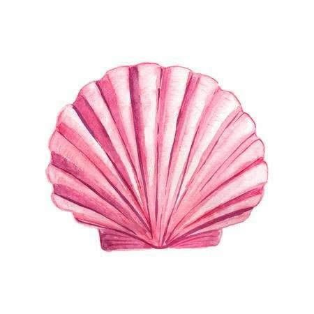 Seashell Watercolor, Seashell Drawing, Shell Drawing, Pink Seashell, Scallop Shell, Banner Printing, Summer Wallpaper, Design Element, Wall Collage