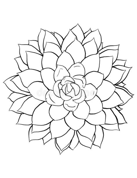 Succulent Drawing Sketches, Succulent Line Drawing, Succulent Outline, Succulent Coloring Page, Coloring Pages Tattoo, Pages Tattoo, Succulent Art Drawing, Succulent Clip Art, Florida Stickers