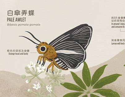 animal | nature | butterfly | wildlife | wild | hong kong | insect | plant | animal illustration | infographic Spark Illustration, Nature Butterfly, Illustration Infographic, Animal Nature, Animal Illustration, Hong Kong, Insects, Quick Saves, Nature