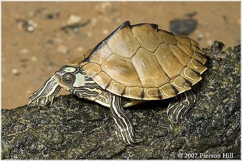 Freshwater Turtles, Red Footed Tortoise, Kawaii Turtle, Map Turtle, Fish Pond Gardens, Conservation Biology, Aquatic Turtles, Tortoise Turtle, Crocodiles