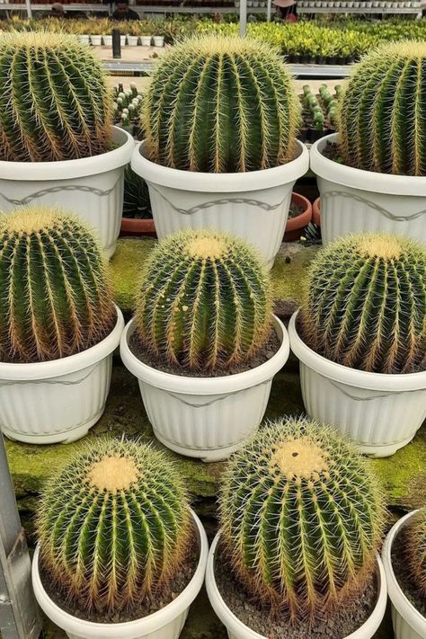 Grower's Guide for Expert Insights on Nurturing Healthy and Vibrant Golden Barrel Cacti. Elevate Your Cactus Garden Today! IG Photo by: zumira_plants Golden Ball Cactus, Golden Barrel Cactus, Root Structure, Cactus Care, Florida Gardening, Barrel Cactus, Cactus Garden, Tropical Plants, Deep Green