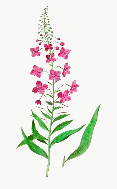 Vintage fireweed flower illustration | free image by rawpixel.com Fireweed Drawing, Fireweed Tattoo, Patterns Tattoo, Willow Herb, Beading Flowers, Herbs Illustration, Botanical Illustrations, Purple Iris, Drawing Easy