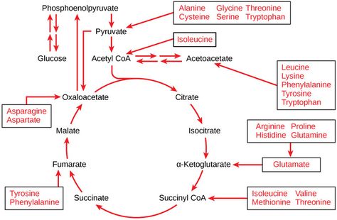 Connections of Carbohydrate, Protein, and Lipid Metabolic Pathways | Boundless Biology Respiration Diagram, What Are Carbs, Lipid Metabolism, Citric Acid Cycle, Glucose Metabolism, Biochemistry Notes, Biology Textbook, Acetyl Coa, Lower Cholesterol Naturally