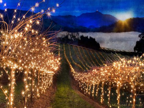 Christmas lights in the vineyard Lights On Trees, Noel Christmas, Vineyard Wedding, Twinkle Lights, Holiday Lights, Napa Valley, Wine Country, July 4th, White Christmas