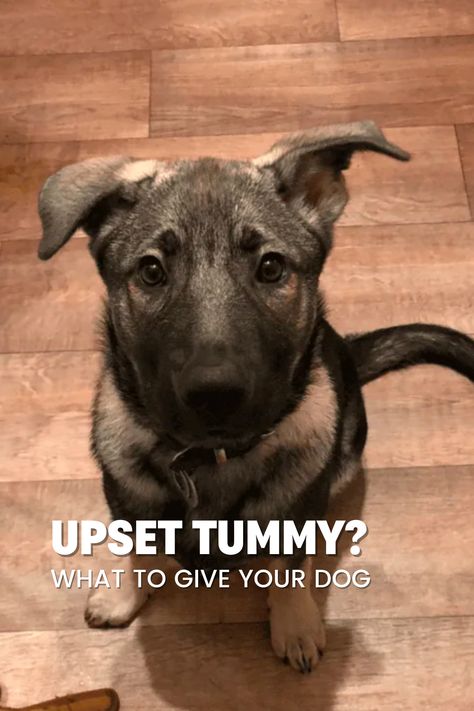 Learn how to handle your puppy's upset stomach with these effective remedies!   Discover the signs of an upset tummy in dogs, including changes in appetite, drinking habits, disorientation, vomiting, and bowel movements.   Find out when it's time to see a vet and when you can try home remedies.   Explore options like a bland diet, sweet potatoes, pumpkin, bone broth, ginger, and plain yogurt to soothe your puppy's tummy. Dog Tummy Ache Remedy, Pumpkin For Dogs Upset Stomach, Remedies For Throwing Up, Dog Upset Stomach Remedies, Gurgling Stomach, Sick Dog Remedies, Upset Stomach Remedy, Dog Upset Stomach, Dog Throwing Up