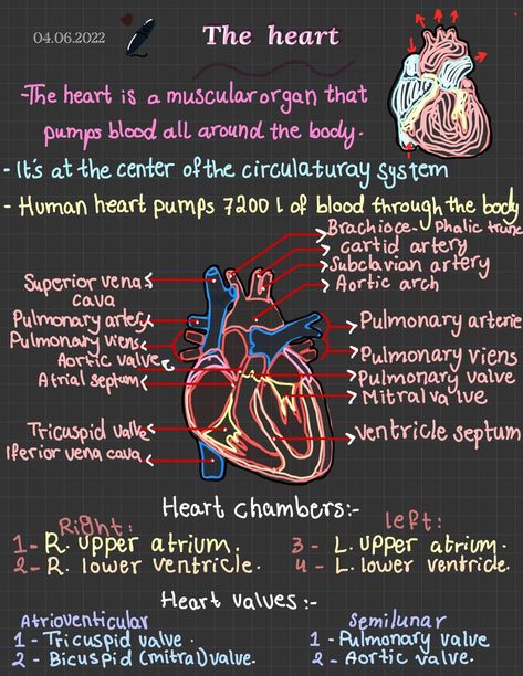 The Heart Diagram Notes, Cardiac System Anatomy, Anatomy Of The Heart Aesthetic, Nurse Study Notes Heart, The Heart Anatomy Notes, Heart Structure Notes, Anatomy Of The Heart Notes, Human Heart Notes Class 10, Heart Notes Anatomy