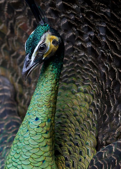 Explore thomas motyka's photos on Flickr. thomas motyka has uploaded 390 photos to Flickr. Raising Peafowl, Pea Fowl, Green Peafowl, Bird Peacock, Peacock Images, Tropical Forests, Green Peacock, Amazing Birds, Peacock Painting