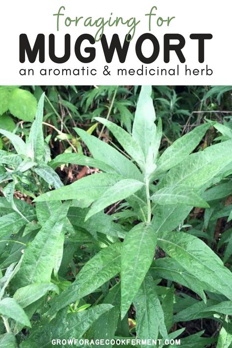 Luckily for us, foraging for mugwort is generally pretty easy in most areas, as it’s fairly widespread. Learn how to start foraging for this aromatic wild edible plant. #mugwort #foraging #homebrewing #wildplants Summer Foraging, Foraging For Beginners, Lemon Beer, Medicinal Wild Plants, Medicinal Weeds, Food Foraging, Wild Foraging, Beer Recipe, Wild Food Foraging