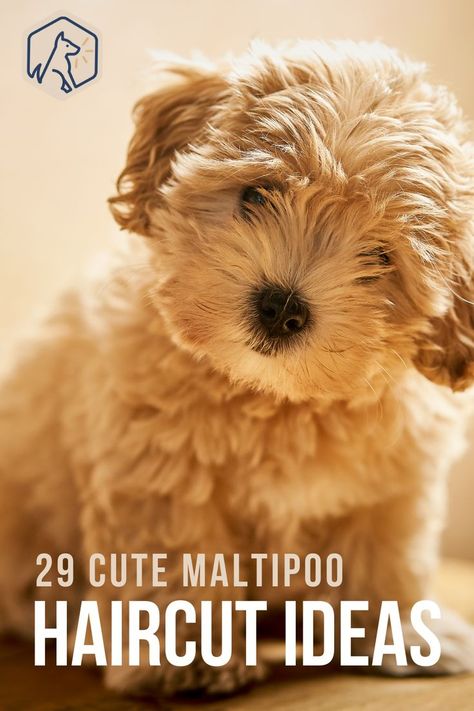 Read this guide to discover 29 of the cutest Maltipoo haircuts we could find to give you inspiration for your beloved pet’s next “do.” Maltipoo And Golden Retriever, Cute Maltipoo Haircut, Maltese Puppy Haircut, Malti Poo Haircut, Dog Haircuts Maltipoo, Malti Poo Haircut Styles, Teddy Bear Cut Maltipoo, Malshipoo Haircuts, How To Groom A Maltipoo At Home