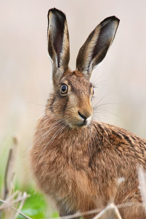 Hare Pictures, Hare Painting, Rabbit Pictures, Reference Photos For Artists, Rabbit Painting, Animal Study, British Wildlife, Animal Faces, Reference Photos